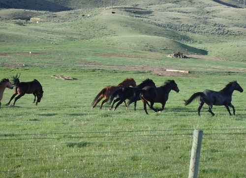GDMBR: We stirred some horses.